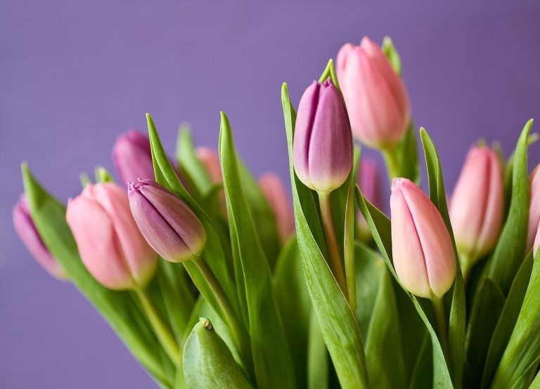 Blossoming Beauty: The Art of Planting Flowers