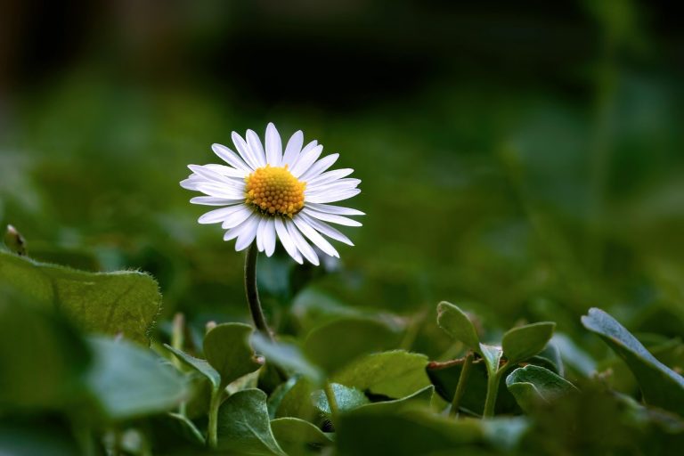 Revitalize Your Lawn with the Power of Aeration